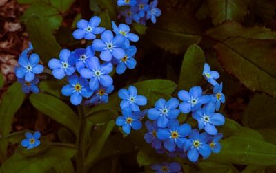 De sterkste langbloeiende blauwe bloemen voor je tuin