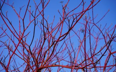 Plantencombinaties voor de winter, sfeer en structuur in de koudste maanden
