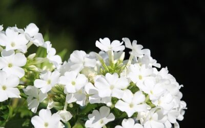 Witte bloemen in de tuin, sfeervol en tijdloos
