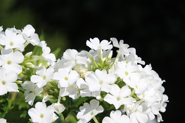 Witte bloemen