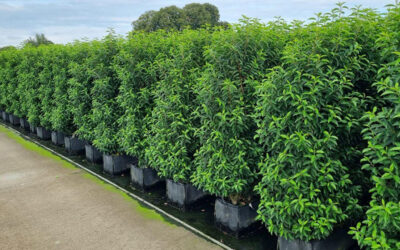 Breng luxe in je tuin met de Portugese laurier!