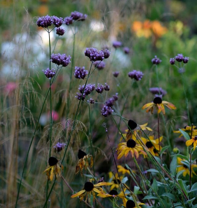 luchtige planten in de border
