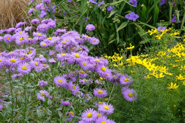 vulplanten in de border